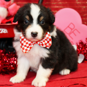 Australian Shepherd Puppy Qoy