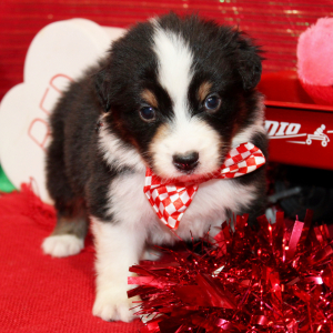 Australian Shepherd Puppy Qoy