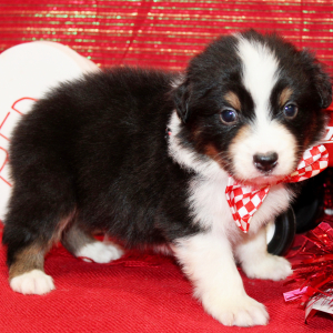 Australian Shepherd Puppy Qoy