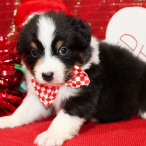 Australian Shepherd Puppy Qoy