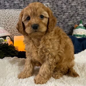 Cavapoo Puppy Kendall
