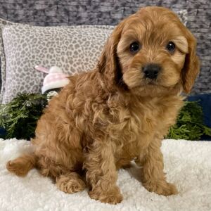 Cavapoo Puppy Kendall