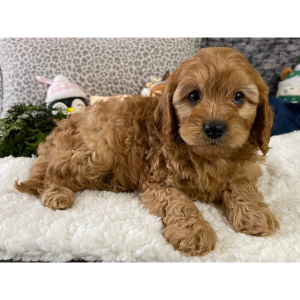 Cavapoo Puppy Kendall