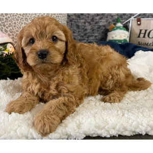 Cavapoo Puppy Kendall