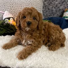 Cavapoo Puppy Dwight