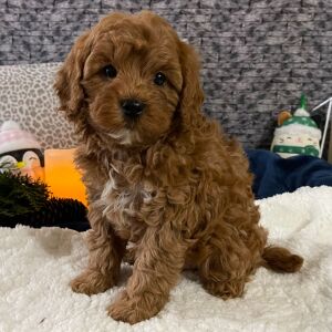 Cavapoo Puppy Dwight