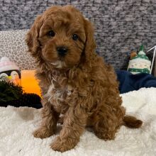 Cavapoo Puppy Dwight