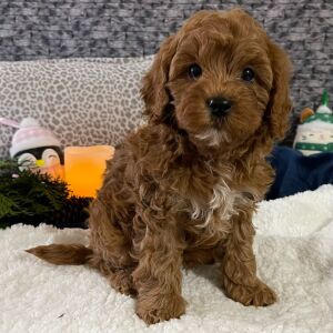 Cavapoo Puppy Dwight