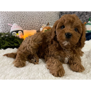 Cavapoo Puppy Dwight