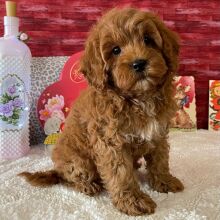 Cavapoo Puppy Dwight