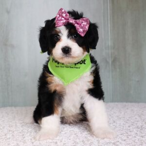 Bernedoodle Puppy Lila