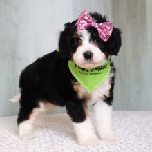 Bernedoodle Puppy Lila