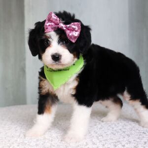 Bernedoodle Puppy Lila