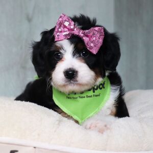 Bernedoodle Puppy Lila