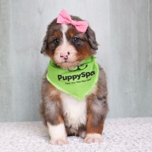 Bernedoodle Puppy Rose