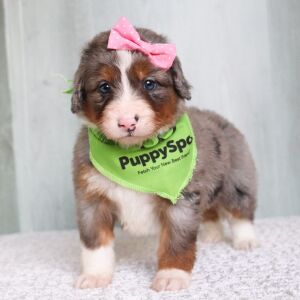 Bernedoodle Puppy Rose