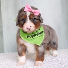 Bernedoodle Puppy Rose