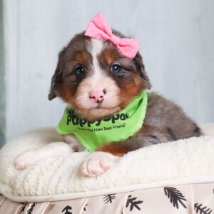Bernedoodle Puppy Rose