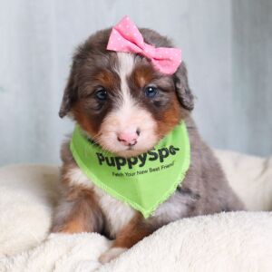 Bernedoodle Puppy Rose