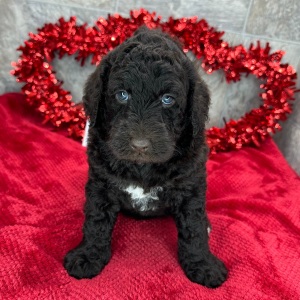 Poodle Puppy Tallulah