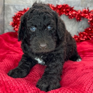 Poodle Puppy Tallulah