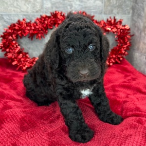 Poodle Puppy Tallulah
