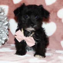 Yorkiepoo Puppy Jasper