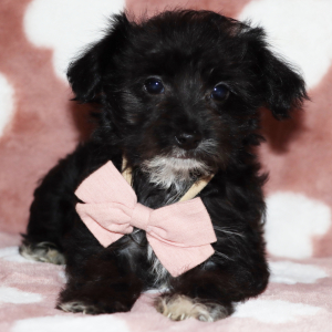 Yorkiepoo Puppy Jasper