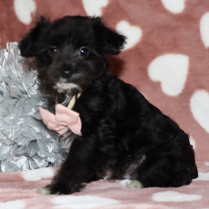 Yorkiepoo Puppy Jasper