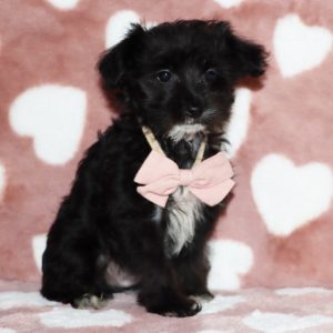 Yorkiepoo Puppy Jasper