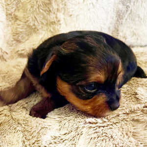 Yorkshire Terrier Puppy Willow
