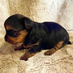 Yorkshire Terrier Puppy Willow