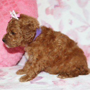 Poodle Puppy Addy