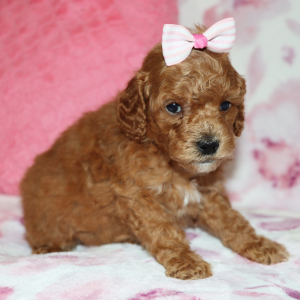 Poodle Puppy Addy