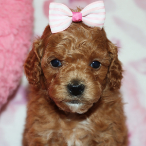 Poodle Puppy Addy