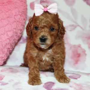Poodle Puppy Addy