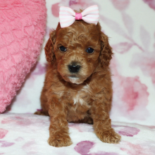Poodle Puppy Addy