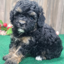 Poodle Puppy Braxton
