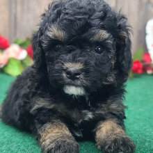 Poodle Puppy Braxton