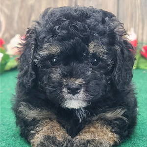 Poodle Puppy Braxton