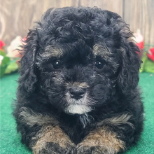 Poodle Puppy Braxton