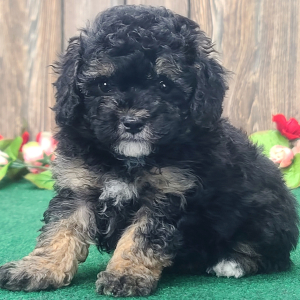Poodle Puppy Braxton