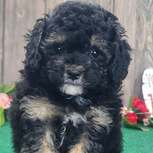 Poodle Puppy Braxton