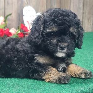 Poodle Puppy Braxton
