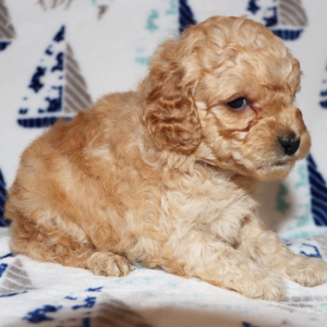 Poodle Puppy Alpha