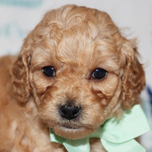 Poodle Puppy Alpha