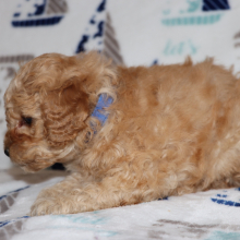Poodle Puppy Alpha