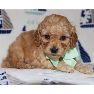 Poodle Puppy Alpha