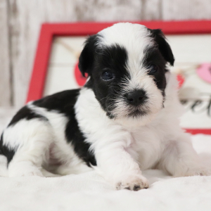 Havanese Puppy Java