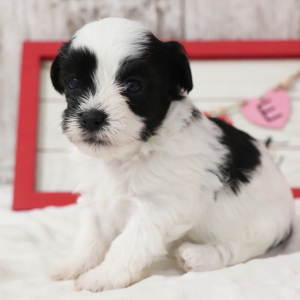 Havanese Puppy Java